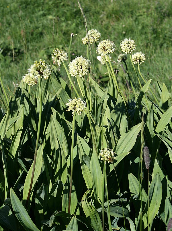 Allermannsharnisch - Allium victoralis
