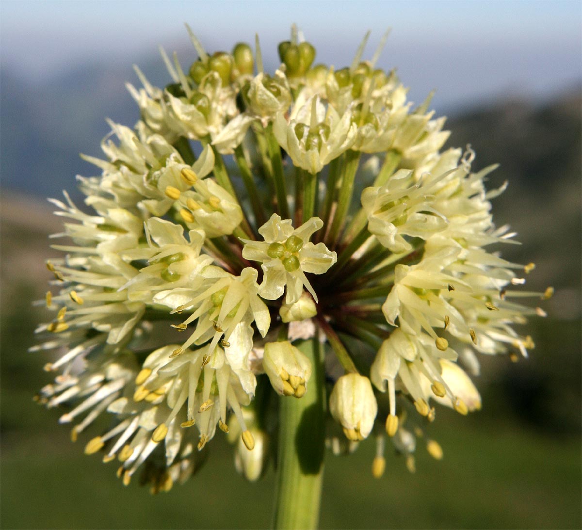 Allermannsharnisch - Allium victoralis