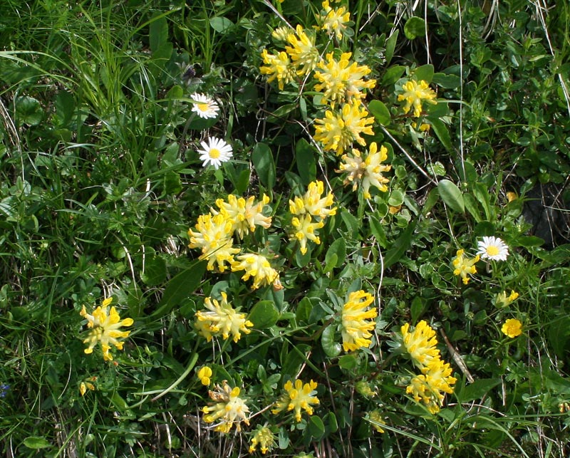 Alpen-Wundklee - Anthyllis vulneraria subsp. alpestris