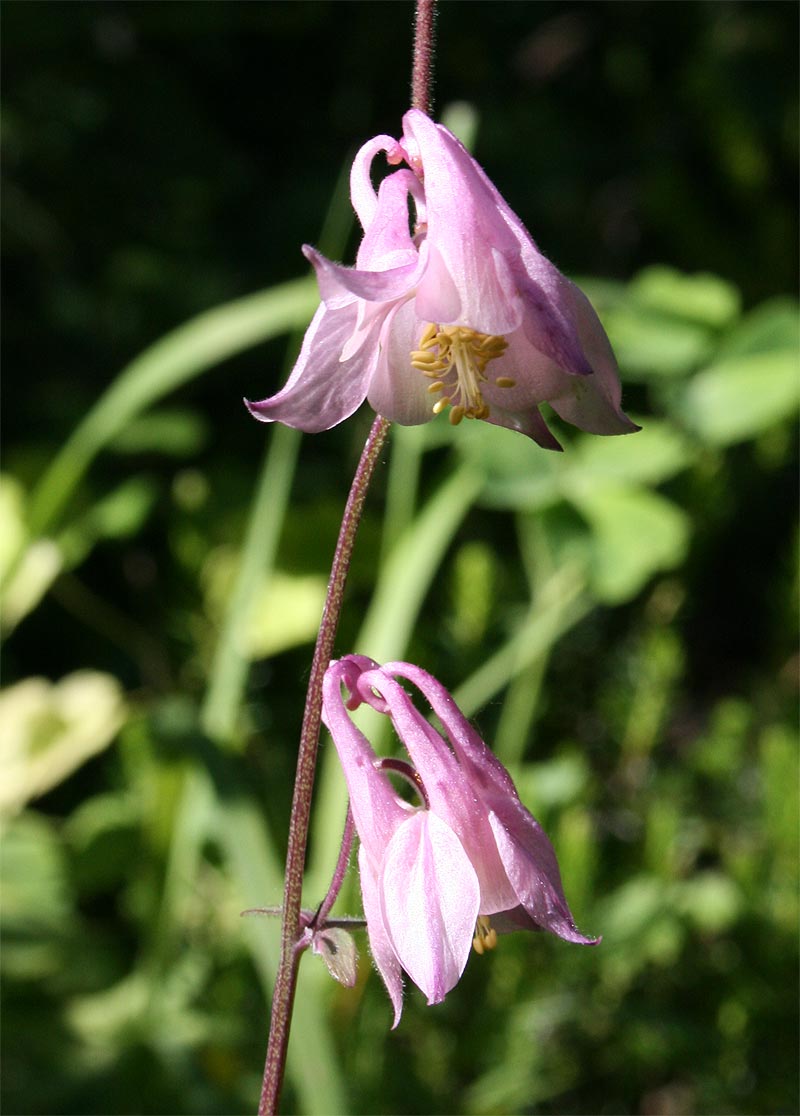 Gemeine Akelei - Aquilegia vulgaris
