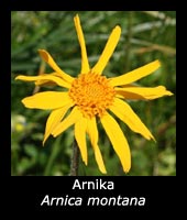 Arnika - Arnica montana
