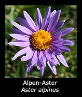 Alpen-Aster - Aster alpinus
