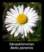 Gänseblümchen - Bellis perennis