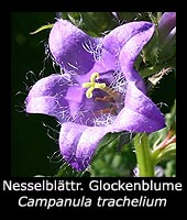 Nesselblättrige Glockenblume - Campanula trachelium