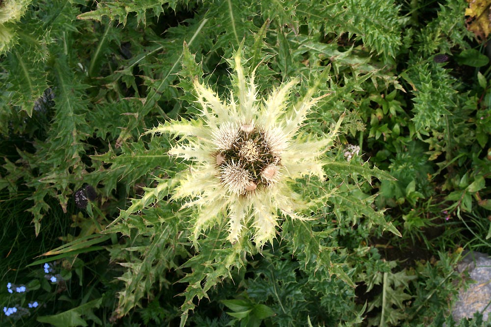 Alpen-Kratzdistel - Cirsium spinosissimum