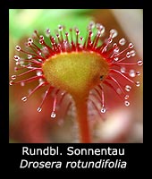 Rundblättriger Sonnentau - Drosera rotundifolia