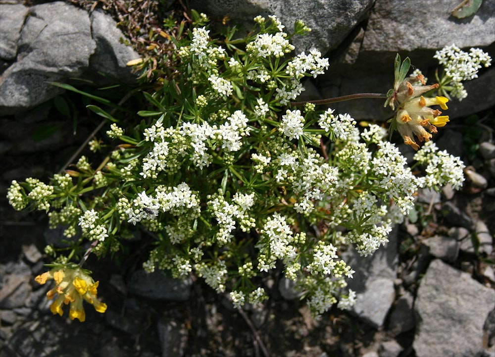 Alpen-Labkraut - Galium anisophyllon