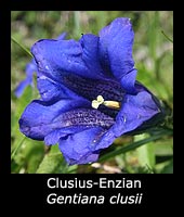 Clusius-Enzian - Gentiana clusii