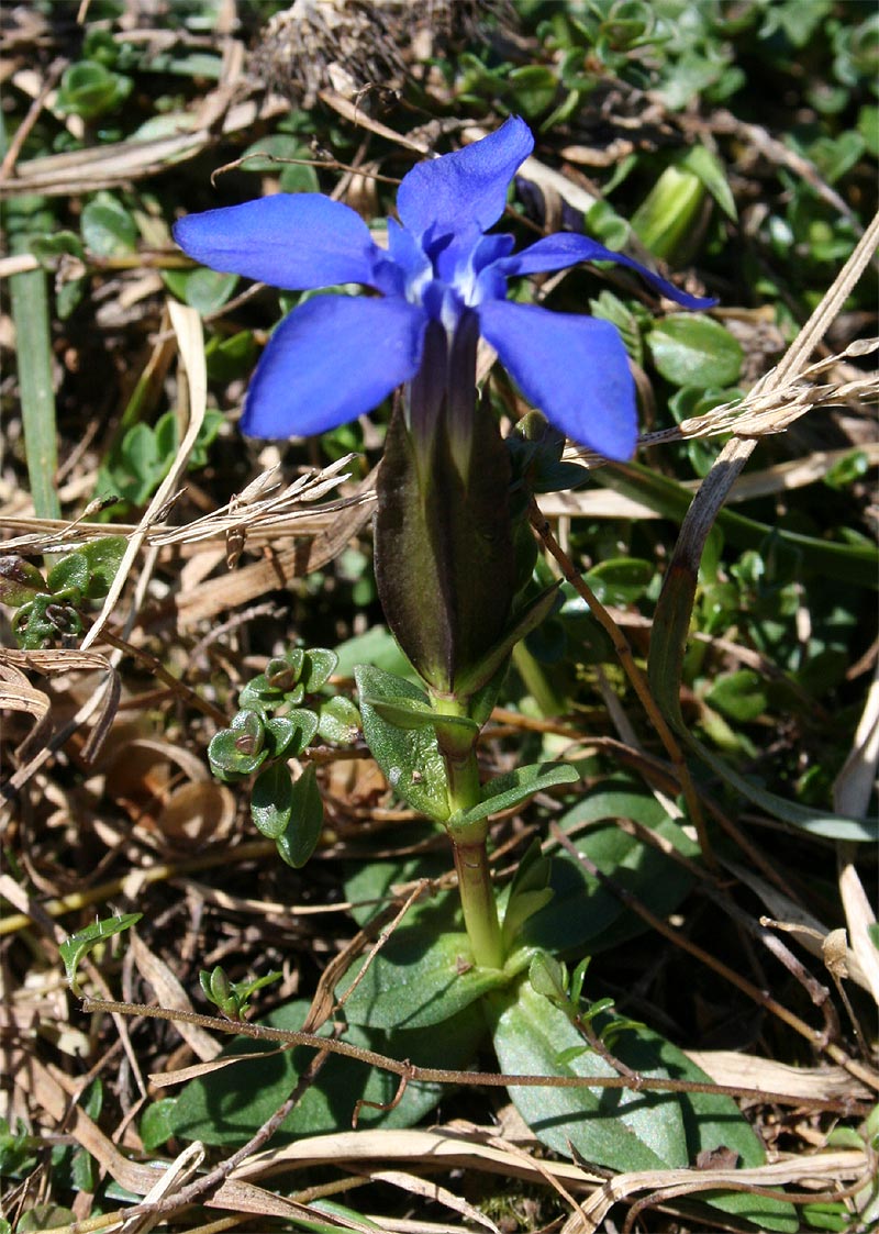 Frühlings-Enzian - Gentiana verna