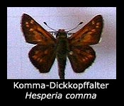 Hesperia-comma