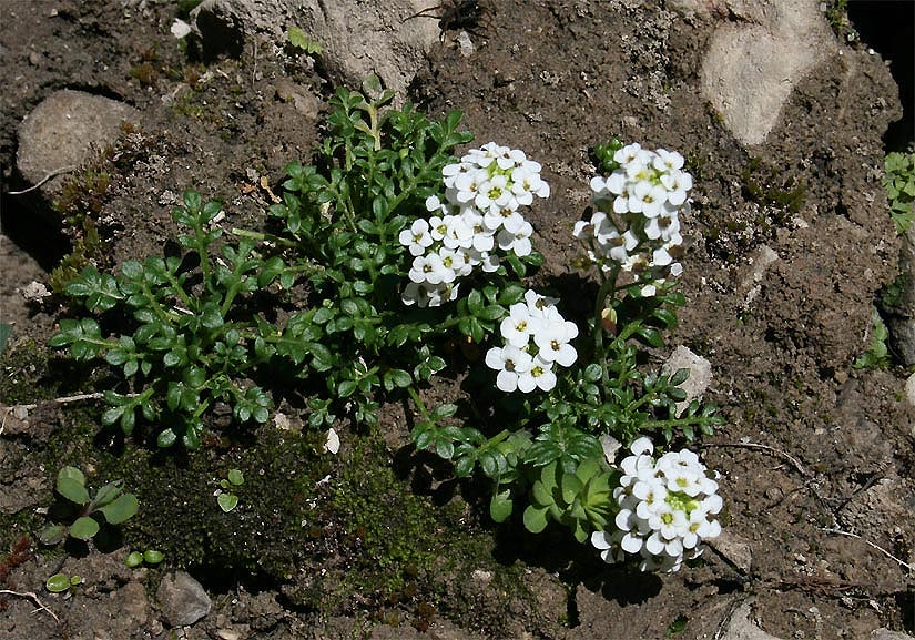 Alpen-Gämskresse - Hornungia alpina (Synonyme Pritzelago alpina, Hutchinsia alpina)