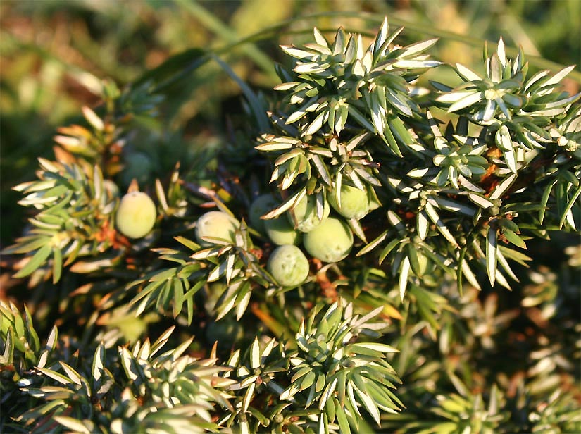 Alpen-Wacholder - Juniperus communis var. saxatilis