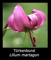 Türkenbund - Lilium martagon