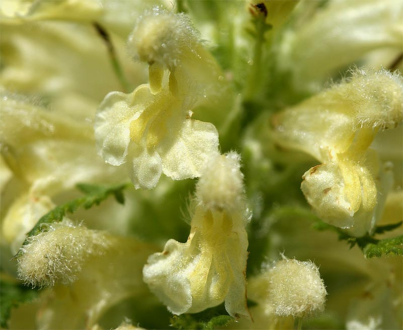Blattreiches Läusekraut - Pedicularis foliosa (Nahaufnahme von der Blüte)