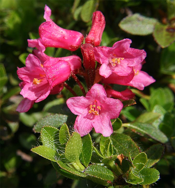 Bewimperte Alpenrose - Rhododendron hirsutum