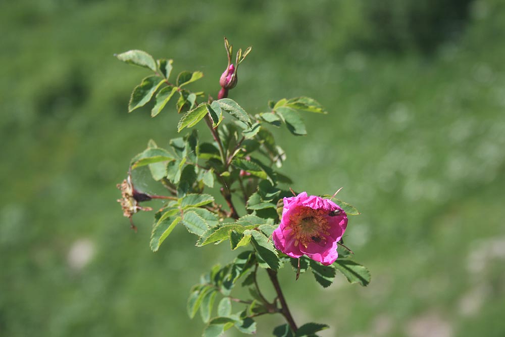 Alpen-Heckenrose - Rosa pendulina