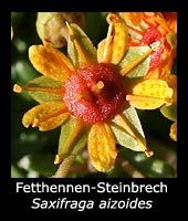 Fetthennen-Steinbrech - Saxifraga aizoides