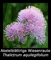Akeleiblättrige Wiesenraute - Thalictrum aquilegifolium