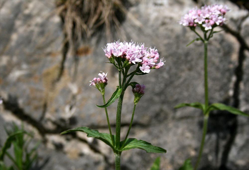 Berg-Baldrian - Valeriana montana
