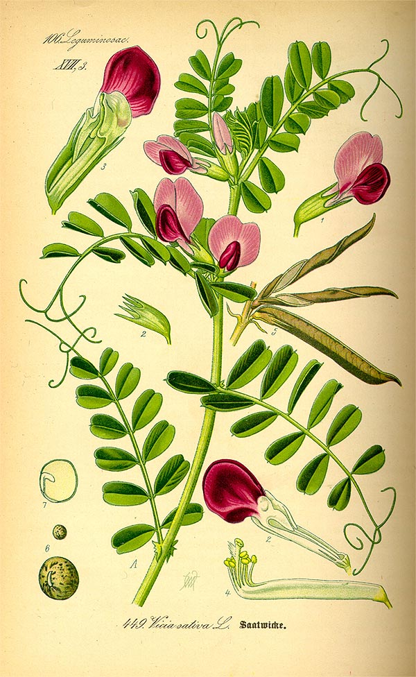 Futterwicke - Vicia sativa