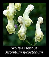 Wolfs-Eisenhut - Aconitum lycoctonum