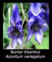 Bunter Eisenhut - Aconitum variegatum