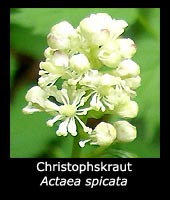 Christophskraut - Actaea spicata