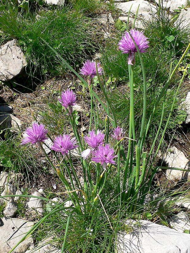 Schnittlauch - Allium schoenoprasum