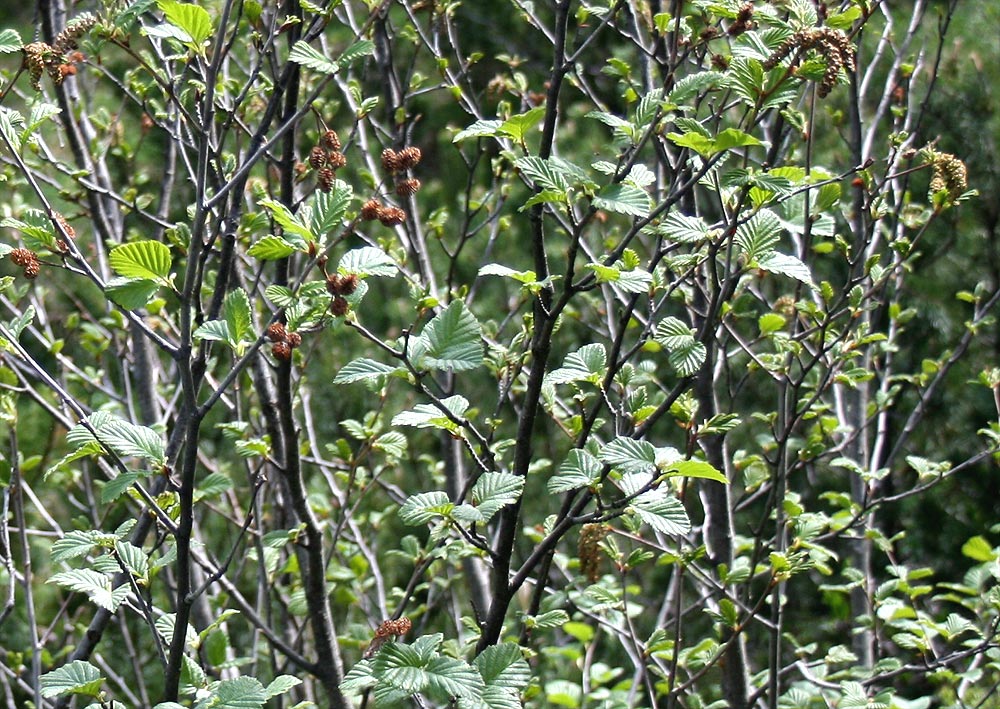 Grün-Erle - Alnus viridis