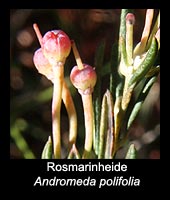 Rosmarinheide - Andromeda polifolia