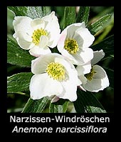 Narzissen-Windröschen - Anemone narcissiflora