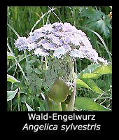 Wald-Engelwurz - Angelica sylvestris