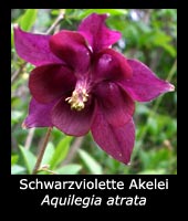 Schwarzviolette Akelei - Aquilegia atrata