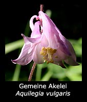 Gemeine Akelei - Aquilegia vulgaris