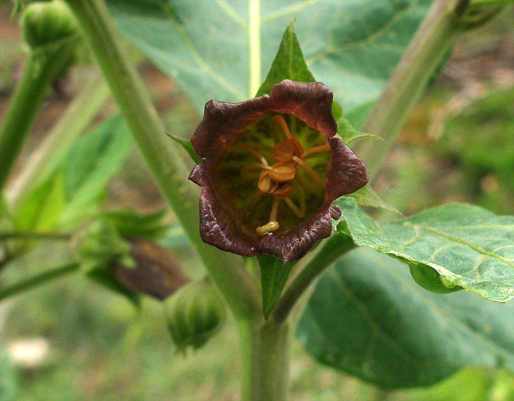 Schwarze Tollkirsche - Atropa belladonna