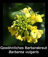 Gewöhnliches Barbarakraut - Barbarea vulgaris
