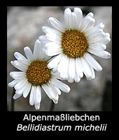 Alpenmaßliebchen - Bellidiastrum michelii