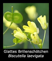 Glatt-Brillenschötchen - Biscutella laevigata