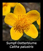 Sumpf-Dotterblume - Caltha palustris