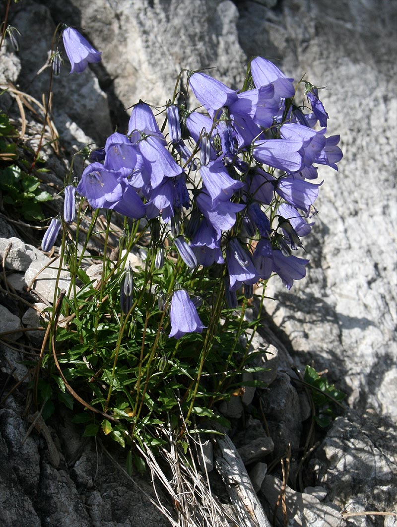 Zwerg-Glockenblume - Campanula cochleariifolia