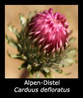 Alpen-Distel - Carduus defloratus