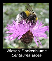Wiesen-Flockenblume - Centaurea jacea
