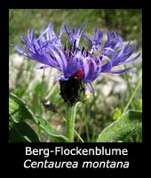 Berg-Flockenblume - Centaurea montana