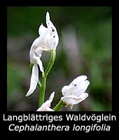Langblättriges Waldvögelein - Cephalanthera longifolia