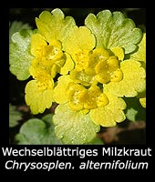 Wechselblättriges Milzkraut - Chrysosplenium alternifolium