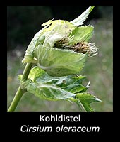 Kohldistel - Cirsium oleraceum