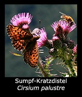 Sumpf-Kratzdistel - Cirsium palustre
