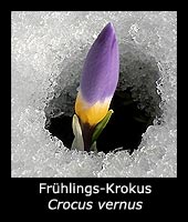 Frühlings-Krokus - Crocus vernus