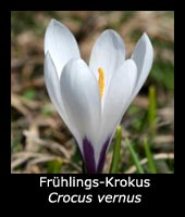Frühlings-Krokus - Crocus vernus