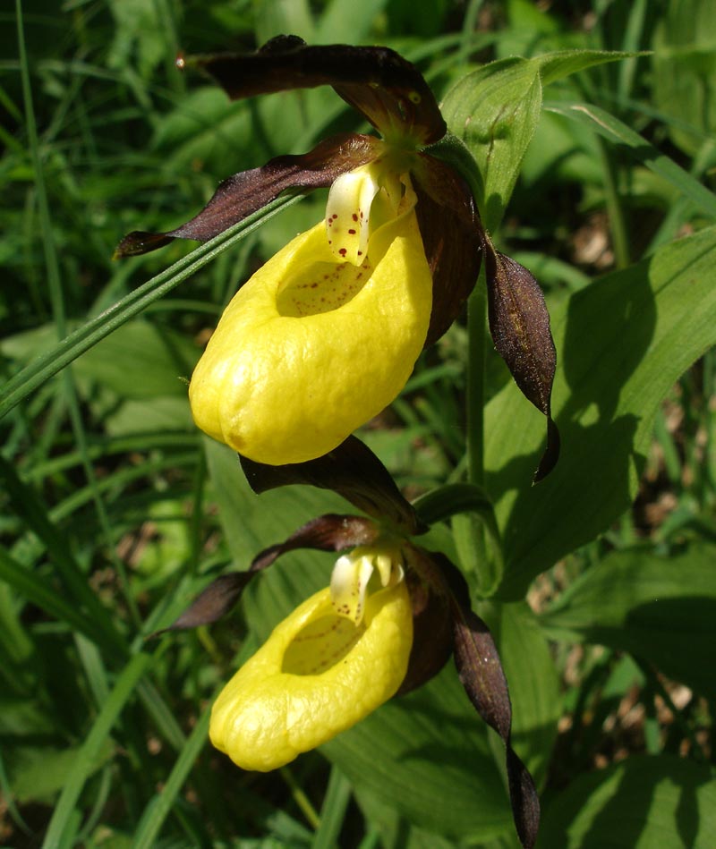 Gelber Frauenschuh - Cypripedium calceolus